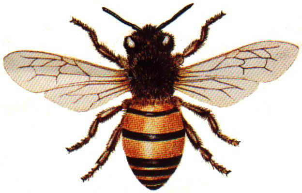 Honey_Bee4